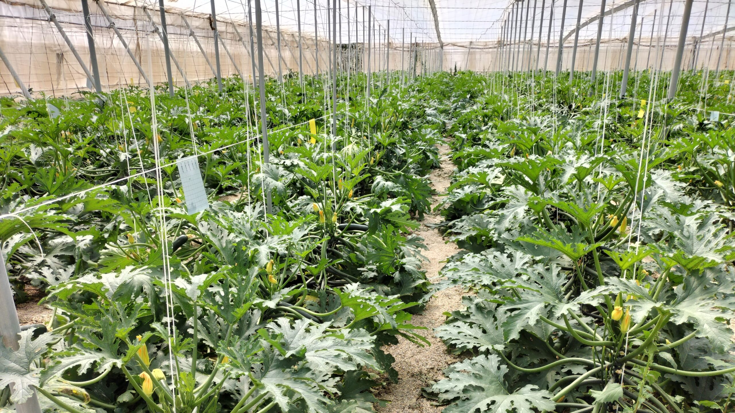 Salzillo calabacin semillas fito|Raffaello 1|Salzillo 2